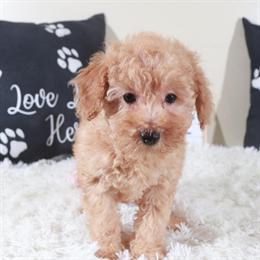 Poochon Puppy Available - Sweet and Loving Companion in Mount Vernon, oh
