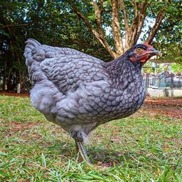 Sapphire Gem Chickens for Sale - Excellent Layers in Edwardsburg, mi