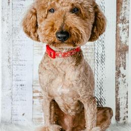 Red Moyen Poodle Stud Available for Service in Davison, mi