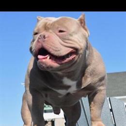 American Bully Stud Available for Breeding in Central Islip, ny