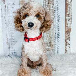 Toy Poodle Stud Service Available in Davison, mi