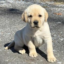AKC Registered Yellow Labrador Retriever Puppies Ready for New Homes in Elkton, va