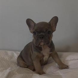 French Bulldog Female Available in Charlotte, nc