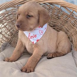 Labrador Retriever Puppies Available Soon in Saint Joseph, mo