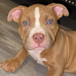 Female American Bully with ABKC Paperwork in Essex, md