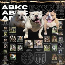 Female American Bully for Adoption in Essex, md