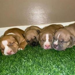 American Bully Female Puppy for Sale in Essex, md