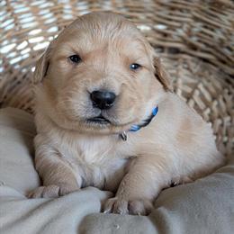 Golden Retriever Puppies Available in Saint Joseph, mo