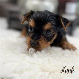 Yorkshire Terrier Puppies Available in Mount Prospect, il