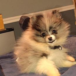 Pomeranian Blue Merle Puppy - 17 Weeks Old in Evansville, in