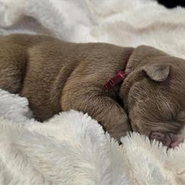 Olde English Bulldogge Puppies Available in Huntsville, al