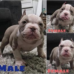 American Bully Puppies Available - 1 Male and 2 Females in Conover, nc