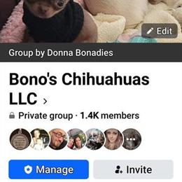 Chihuahua Stud Service Available - Proven AKC Champions in Zanesville, oh