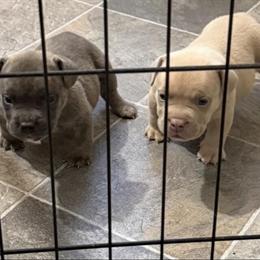 Extreme Micro Brindle American Bully Male Pup in Cleveland, oh