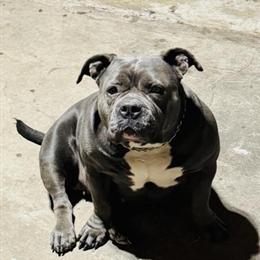 American Bully Male - Brindle with Loaded Pedigree in Cleveland, oh