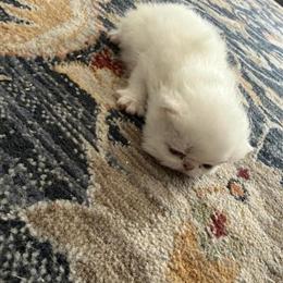 Persian Kittens Available - White with Blue or Copper Eyes in Palm Coast, fl