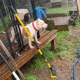 American Bully for Sale in Sylacauga, al