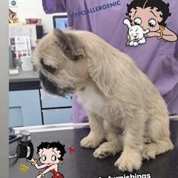 French Bulldogs Available: Pair or Separate in Westfield, in