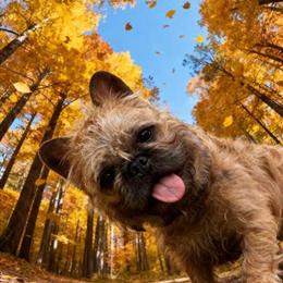 French Bulldog Pair Available with Pink Color in Westfield, in