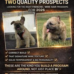 French Bulldog Breeding Pair Available in Westfield, in