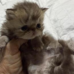 Exotic Shorthair Chocolate Tabby Kitten Ready in May in Palm Coast, fl