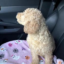 Golden Doodle Male Puppy Available in Haines City, fl