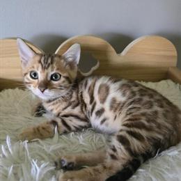 Bengal Kittens Available with Health Certificate in Rochester, ny