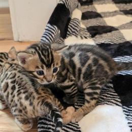 Bengal Kittens for Adoption in Rochester, ny