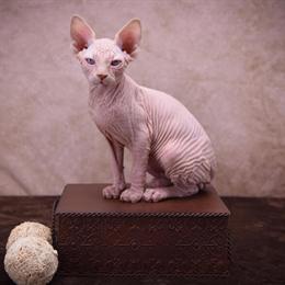 Male Flame Point Sphynx Kitten Ready for Forever Home in Owosso, mi