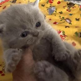 Exotic Shorthair Lilac Kitten Available in Palm Coast, fl