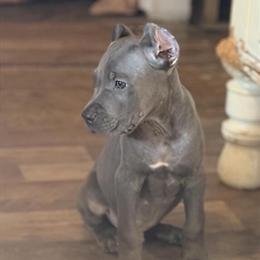 Cane Corso Puppy Mystic from Champion Bloodline Available Now in Anderson, in