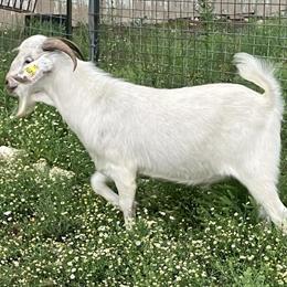 Savanna & Savanna/Nubian Goat Kids for Sale in San Antonio, tx