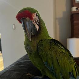 Military Macaw, 2.5 Years Old, Needs Attention in Milwaukee, wi