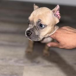 American Bully Puppies - ABKC Registered, 8 Weeks Old in Capac, mi