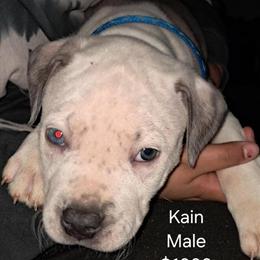 American Bully Puppies Ready for Their Forever Homes in Olivet, mi