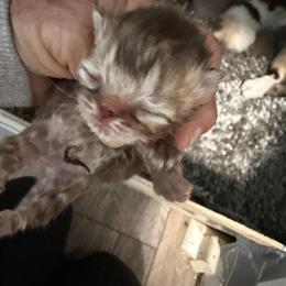 Chocolate Tabby and Lilac Kittens Available in Palm Coast, fl