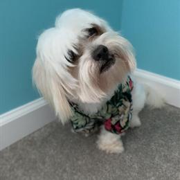 Male Morkie Looking for a New Home in Tarboro, nc