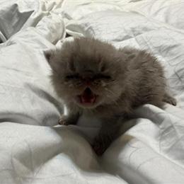 Exotic Shorthair Lilac Boy for Adoption in Palm Coast, fl