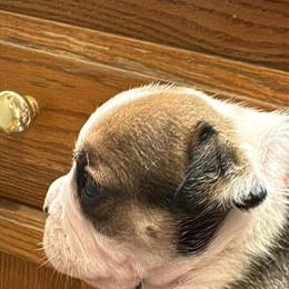 Bulldog Puppies for Adoption in Louisville, ky