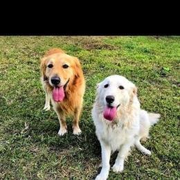 Golden Retriever Puppies Ready for Loving Homes in Homestead, fl