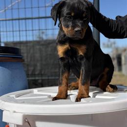 Four Female Puppies Available in College Station, tx