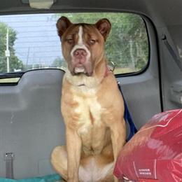 Mastiff Female Sahara Looking for a Loving Home in Chicago Heights, il