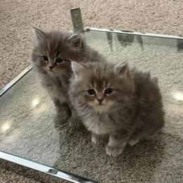 Persian Kittens Available - 11 Weeks Old in Chicago, il
