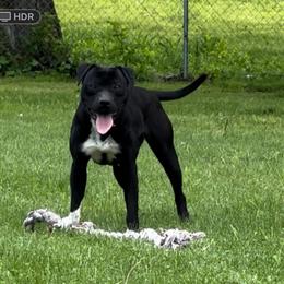 Upcoming American Bulldog Litter in 2026 in Peru, il