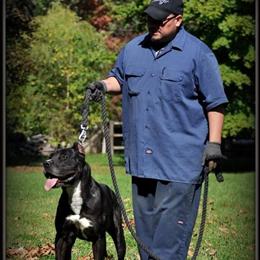 Presa Canario Litter from Old Curto Lineage 2025 in Peru, il