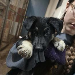 German Shepherd Puppies Ready for Forever Homes in Inwood, wv