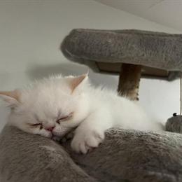 Exotic Shorthair Kitten Available in New York, ny