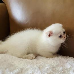 Persian Kittens Available: Cream Point, Blue Point, and More in Millington, mi