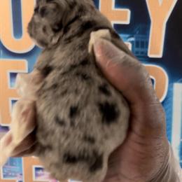 Fluffy French Bulldog Puppies Available in Atlanta, ga