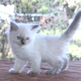 Male Ragdoll Kitten Available - Purebred TICA Bicolor in Haines City, fl